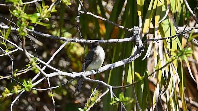 Eastern Phoebe - ML614611026