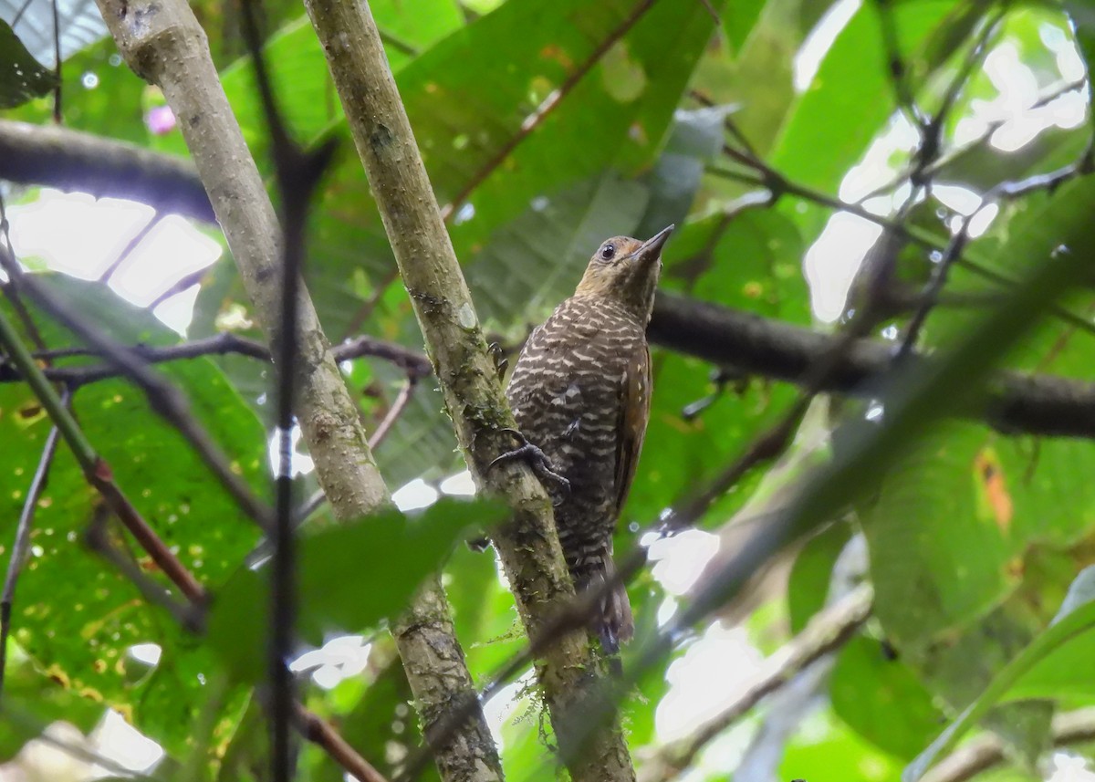 Red-stained Woodpecker - ML614611061