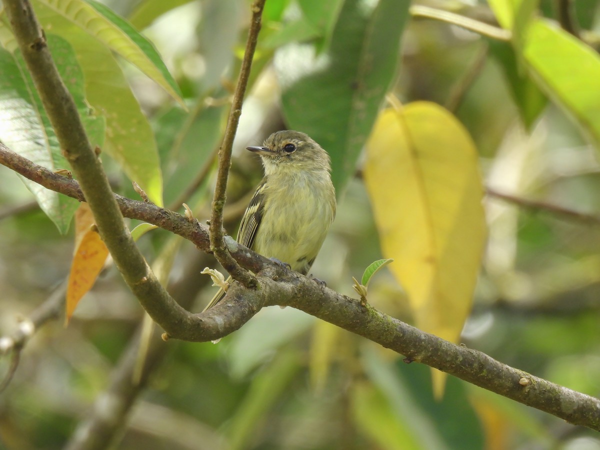 Bahia Tyrannulet - ML614611070