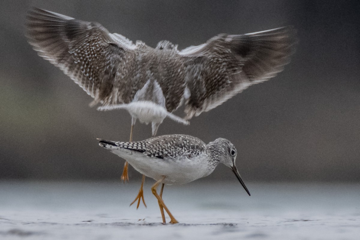 Greater Yellowlegs - Dale Bargmann