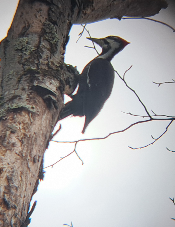Pileated Woodpecker - ML614611146