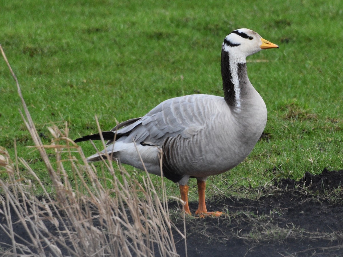 Bar-headed Goose - ML614611183