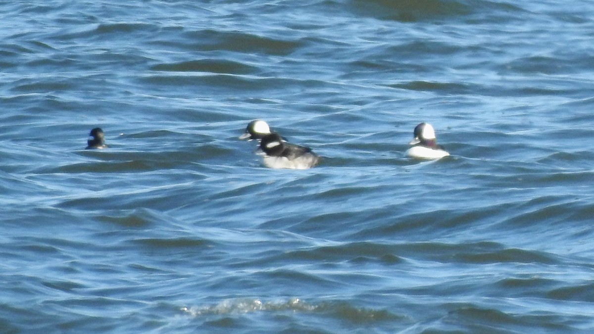 Bufflehead - ML614611234