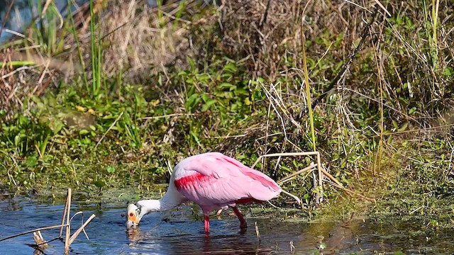 Roseate Spoonbill - ML614611236