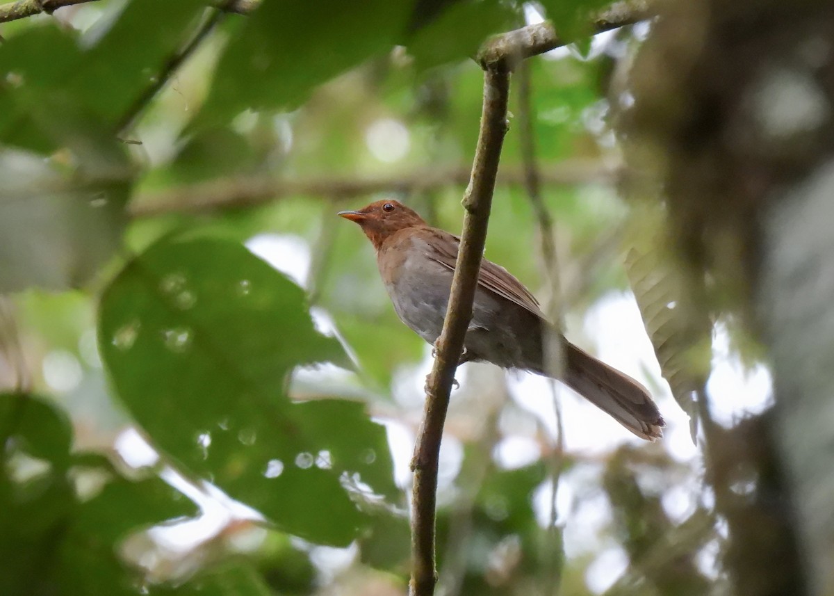 Rufous-brown Solitaire (Rufous-brown) - ML614611254