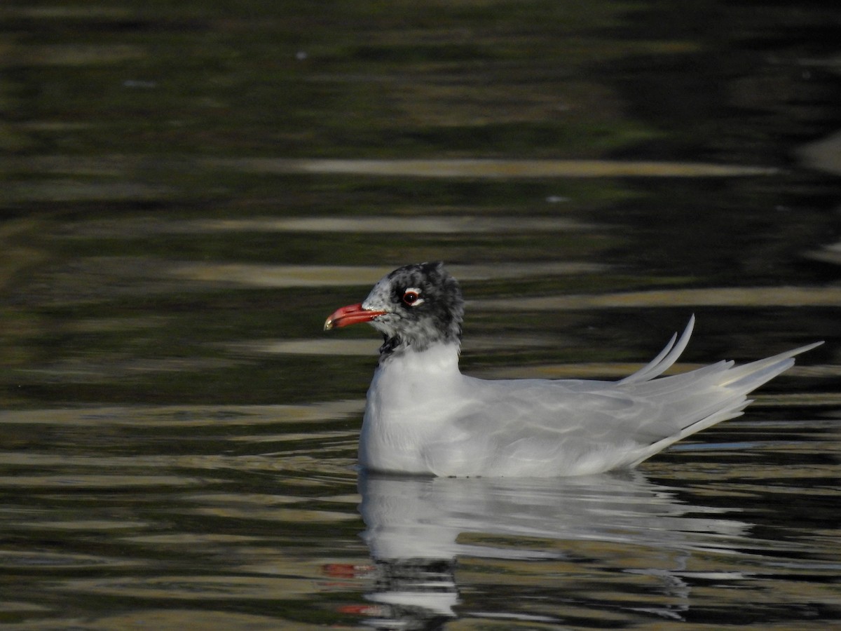 Mouette mélanocéphale - ML614611266