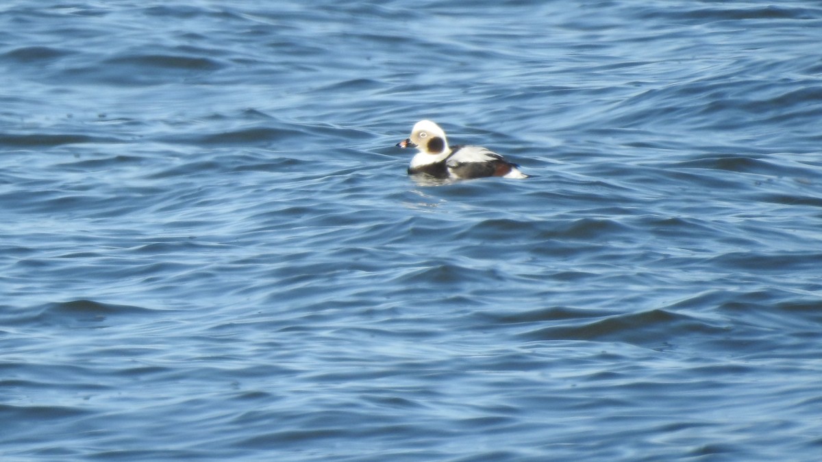 Long-tailed Duck - ML614611269