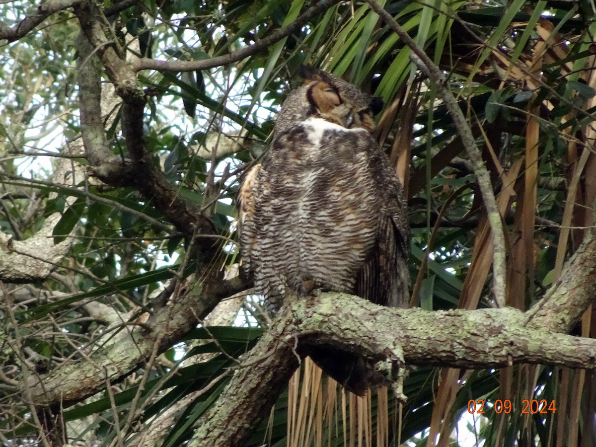 Great Horned Owl - ML614611270
