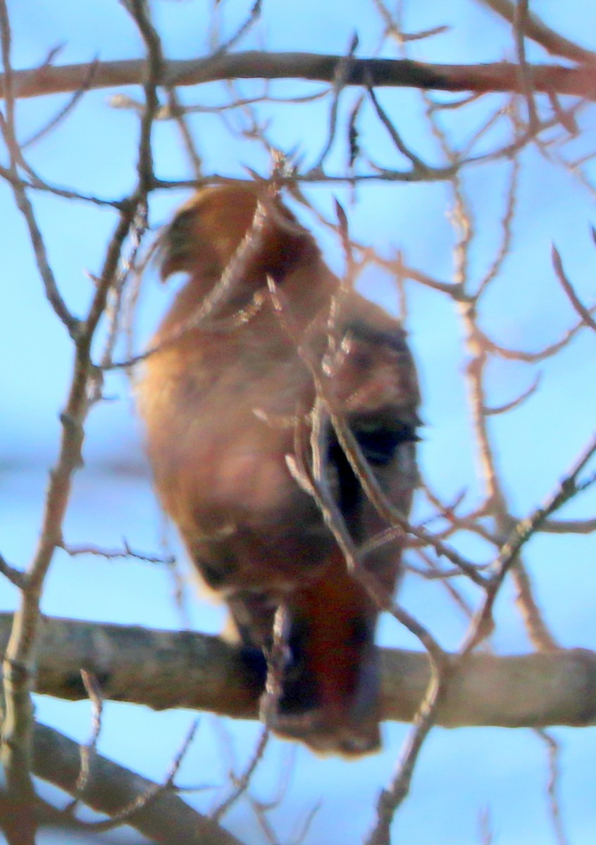 Red-tailed Hawk - ML614611278