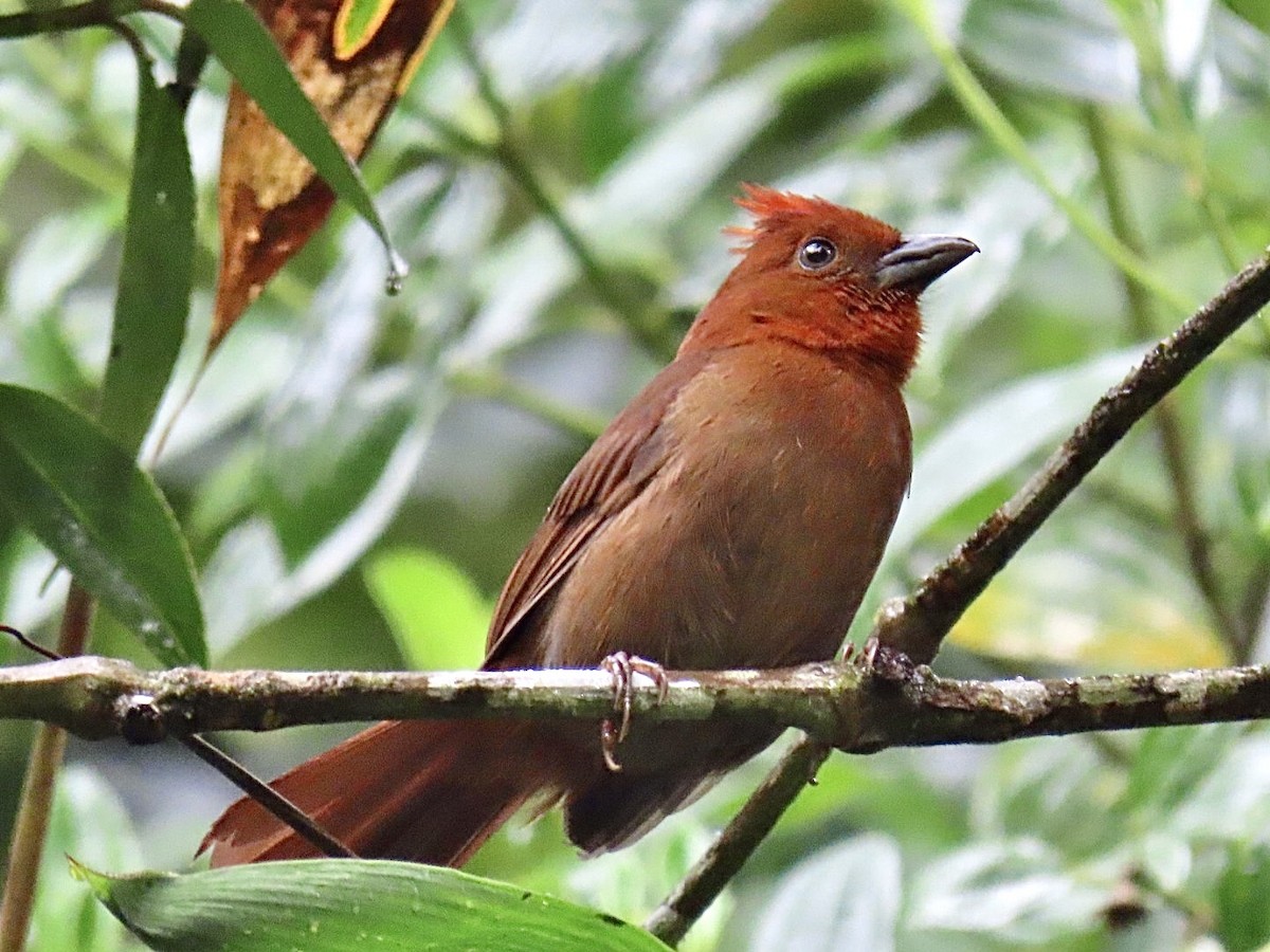 Crested Ant-Tanager - ML614611290
