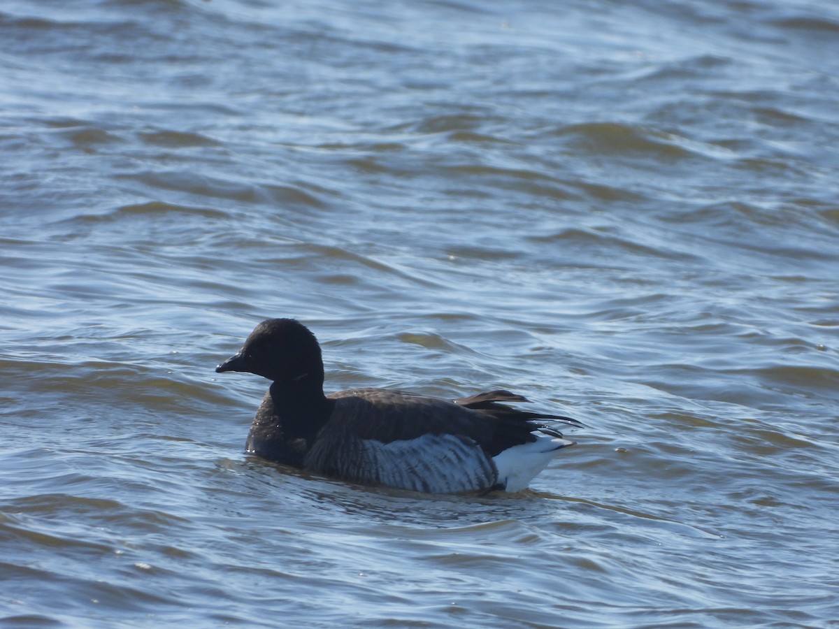 Brant - ML614611306