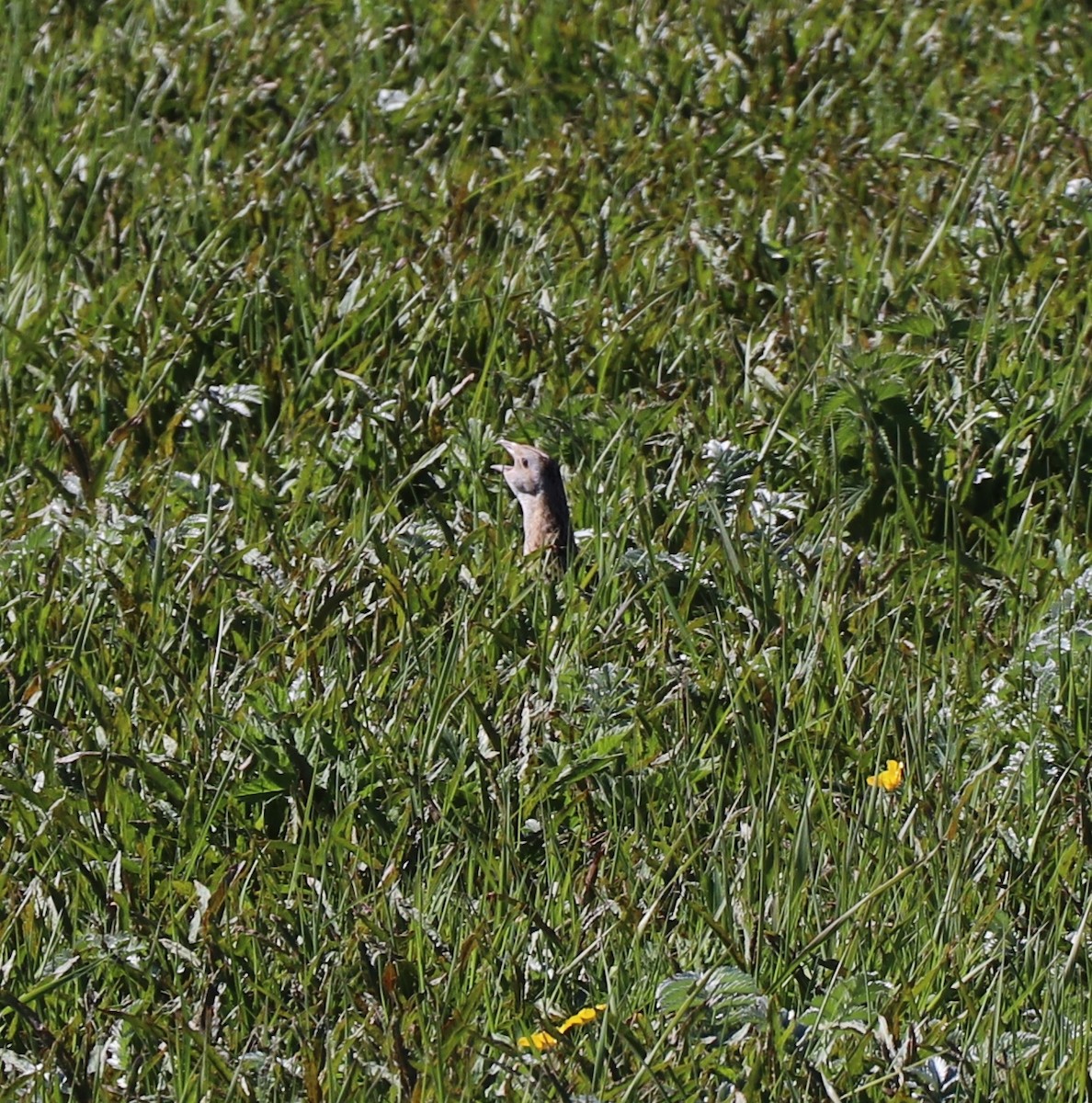 Corn Crake - ML614611311