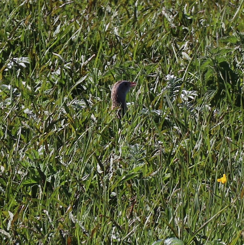 Corn Crake - ML614611313