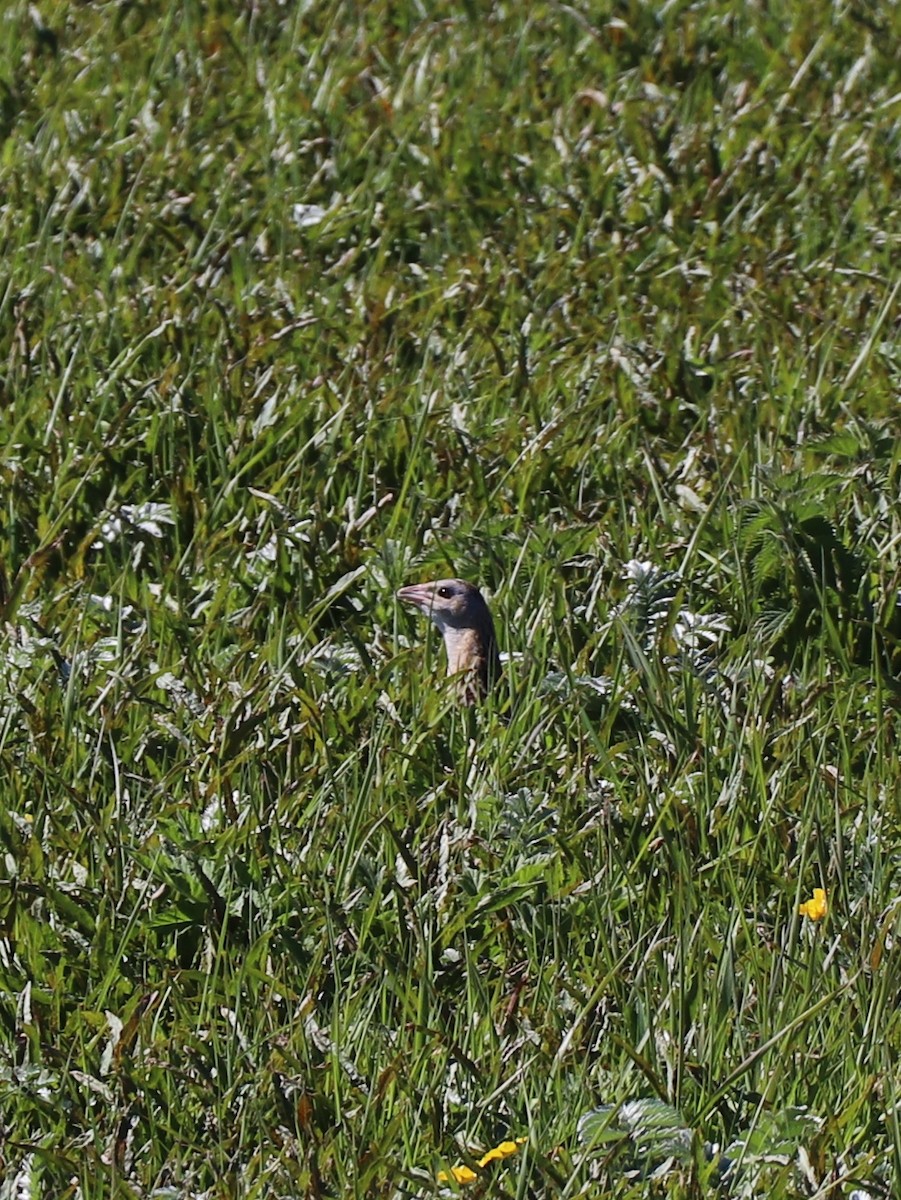 Corn Crake - ML614611314