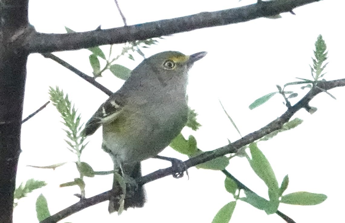 White-eyed Vireo - ML614611361