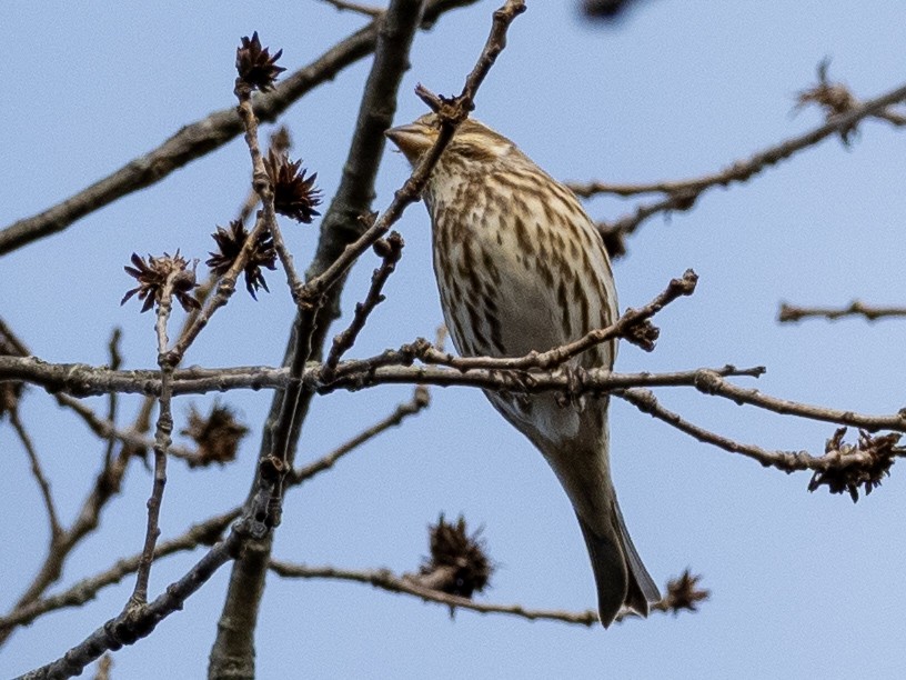 Purple Finch - ML614611363