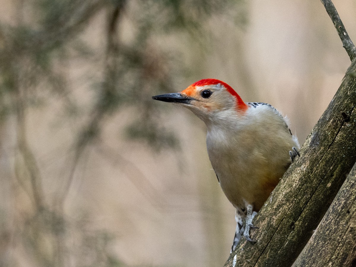 Red-bellied Woodpecker - ML614611373