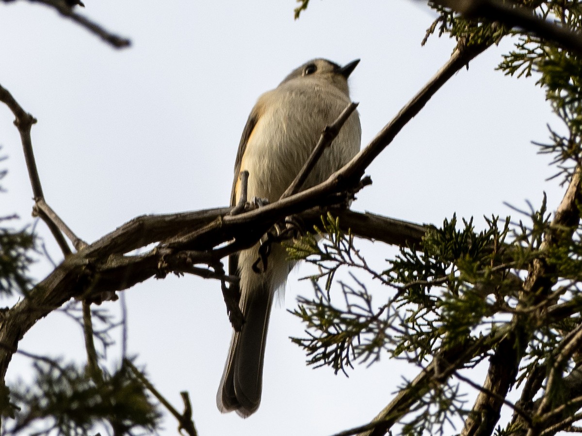 Tufted Titmouse - ML614611375