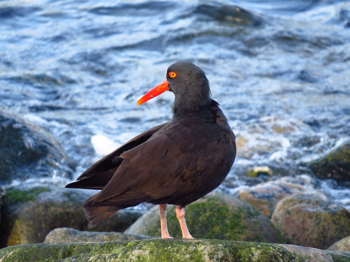 Black Oystercatcher - ML614611387