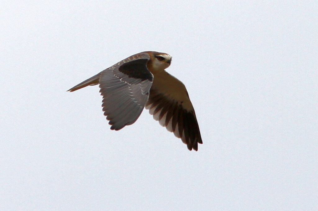 Black-winged Kite - Petri Salakka