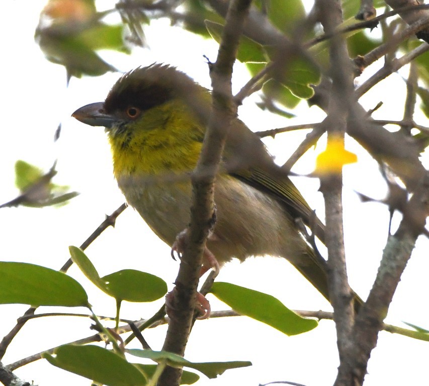 Rufous-browed Peppershrike - Steve Davis