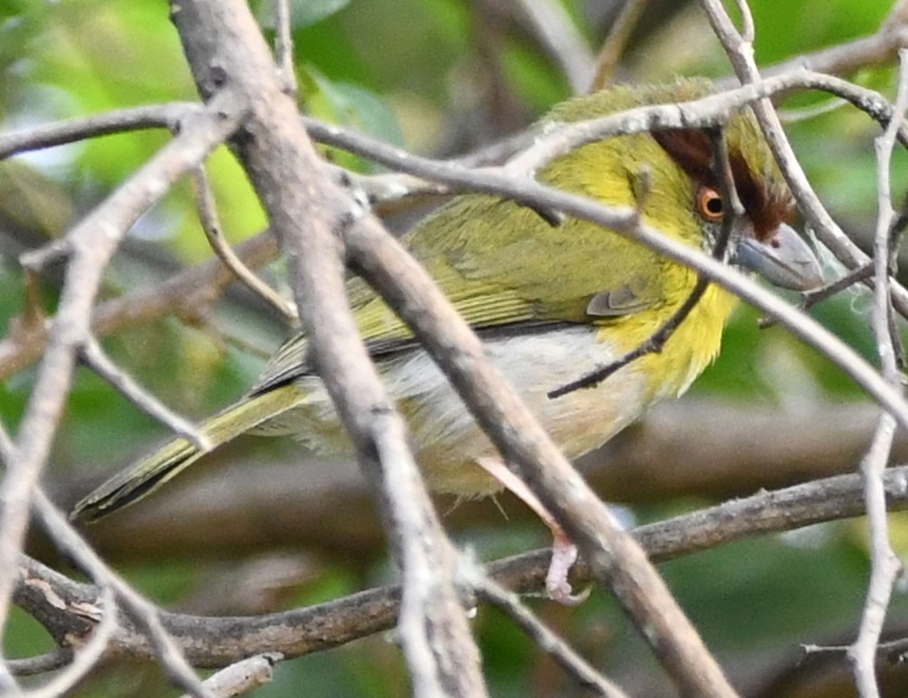 Kızıl Kaşlı Koca Vireo - ML614611443