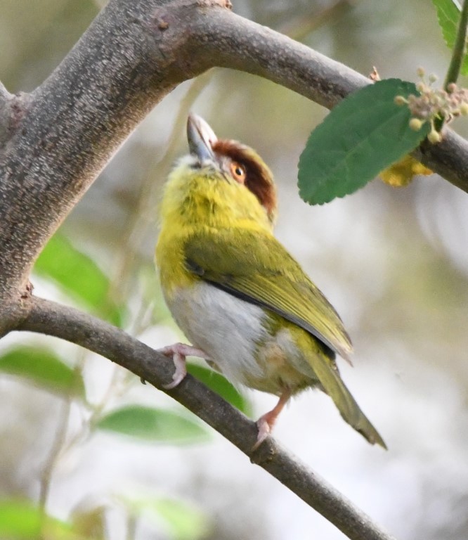 Rufous-browed Peppershrike - ML614611444