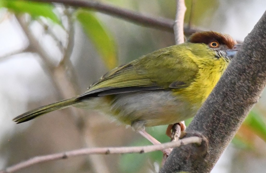 Rufous-browed Peppershrike - ML614611445