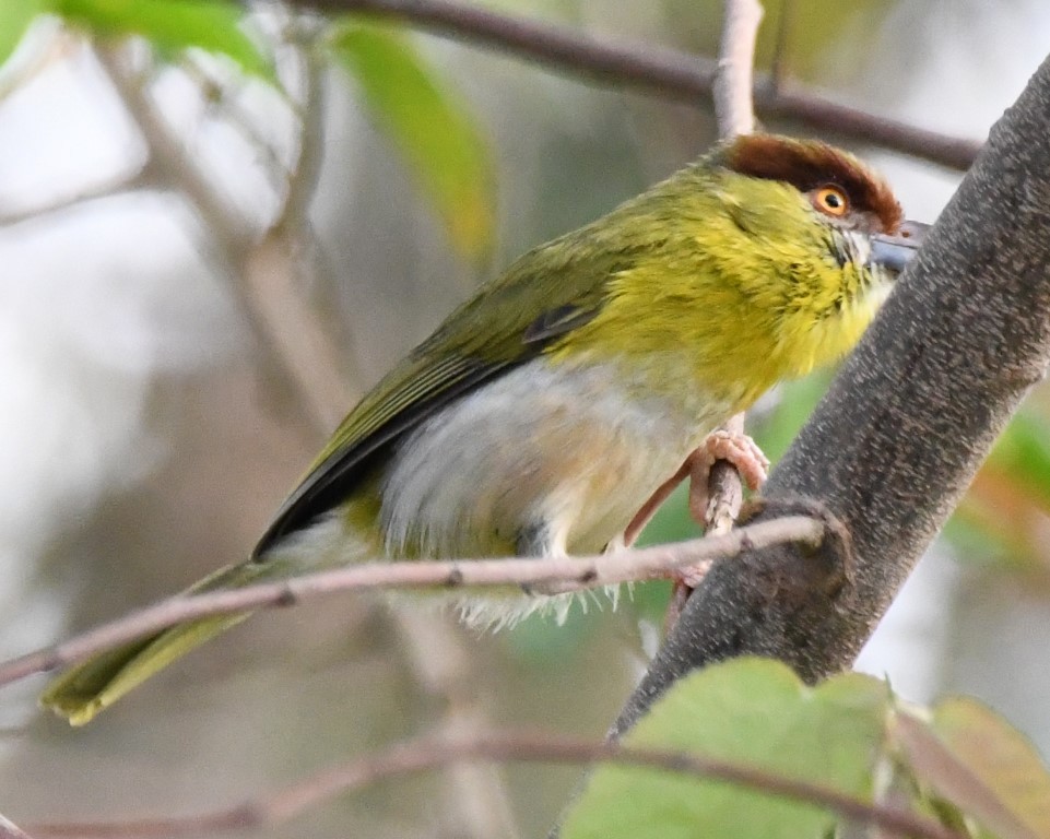 Rufous-browed Peppershrike - Steve Davis