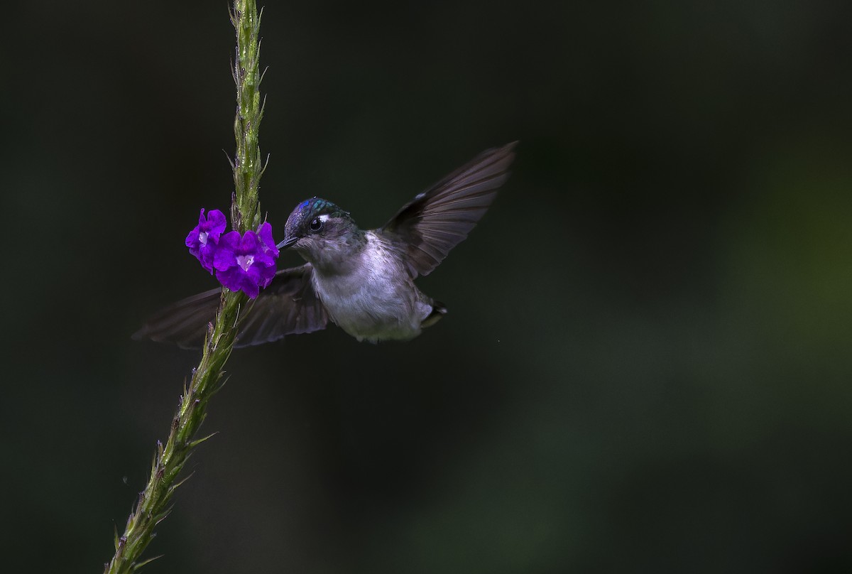 Violettkopfkolibri - ML614611556