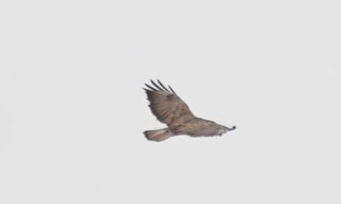 Common Buzzard - Kevin Gong