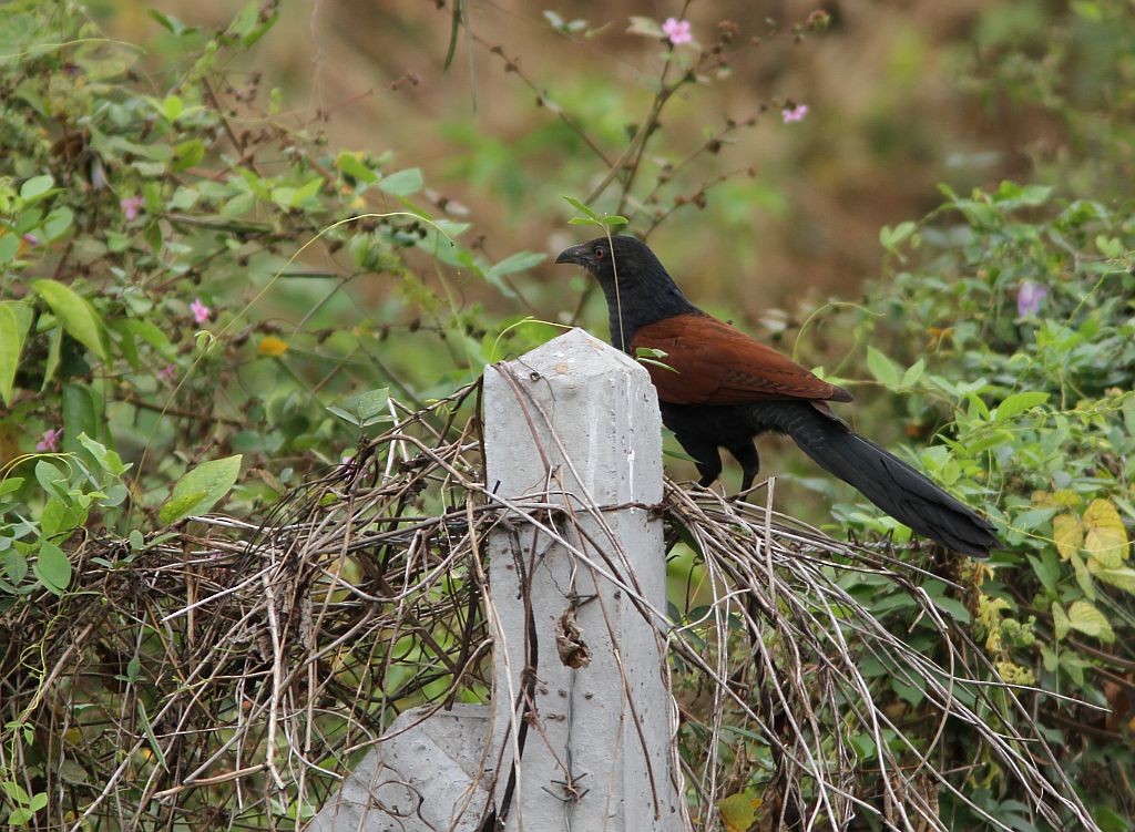 Greater Coucal - ML614611658
