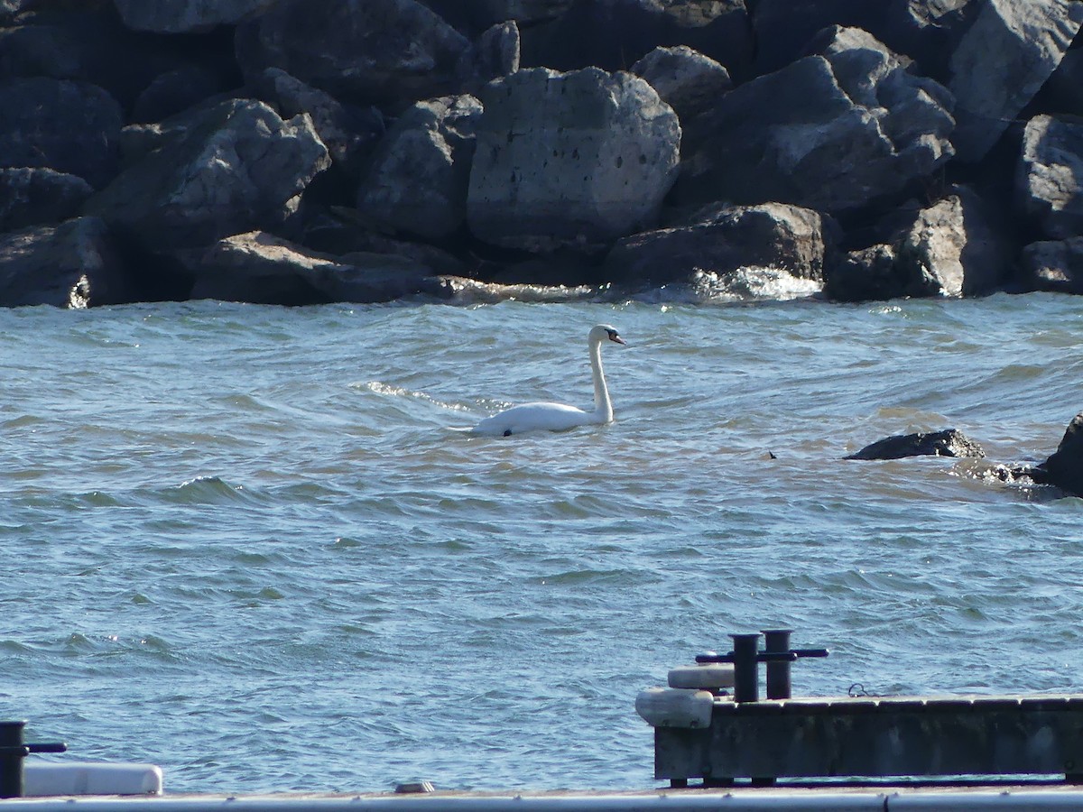 Mute Swan - ML614611705