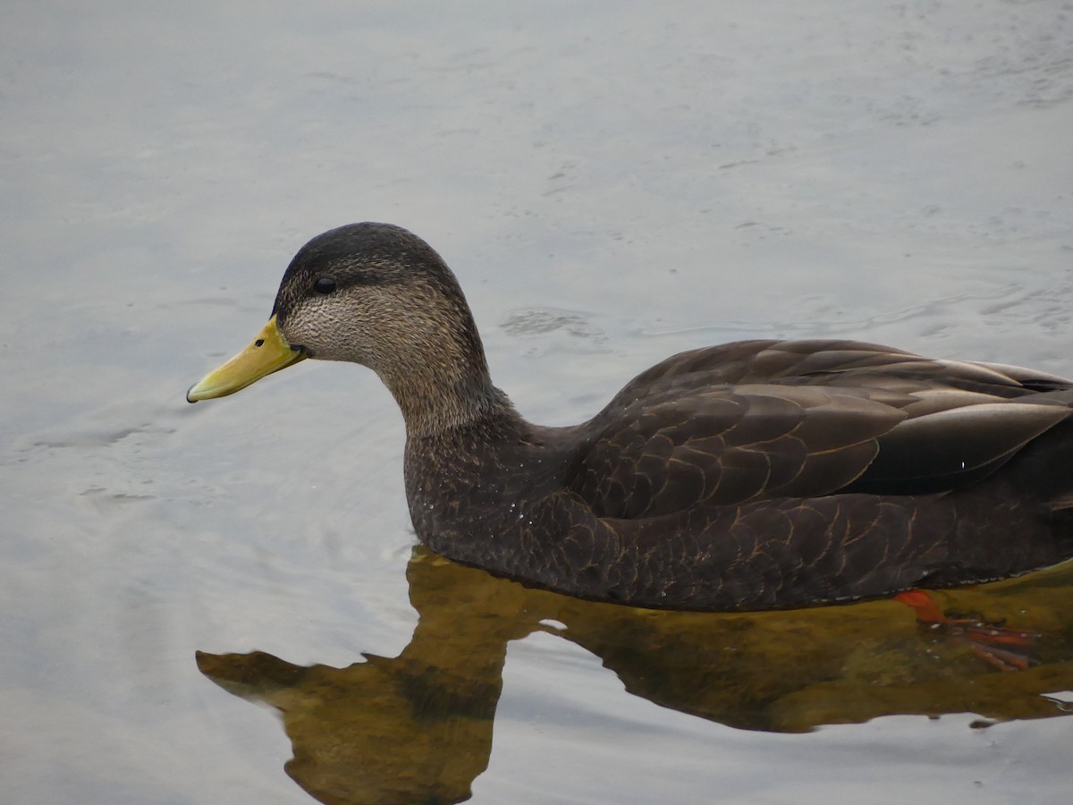 American Black Duck - ML614611755