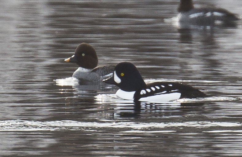 Barrow's Goldeneye - ML614611767
