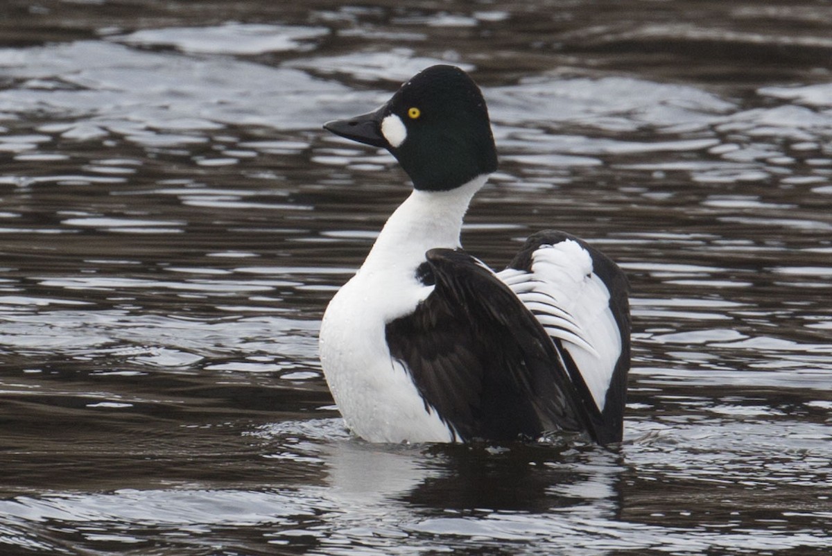 Common Goldeneye - ML614611779