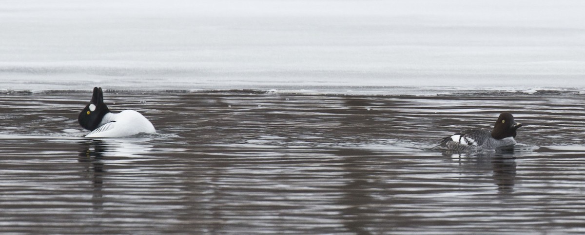 Common Goldeneye - ML614611781