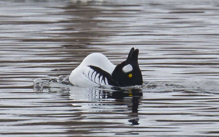 Common Goldeneye - ML614611782