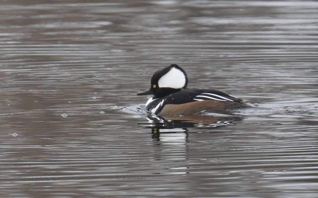 Hooded Merganser - ML614611792