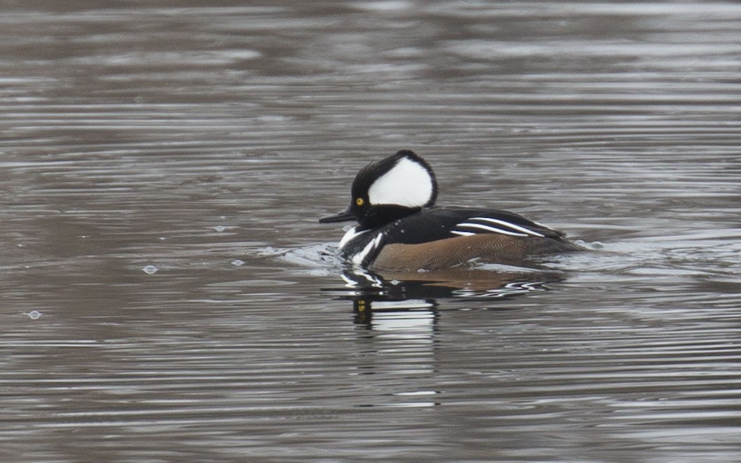 Hooded Merganser - ML614611792