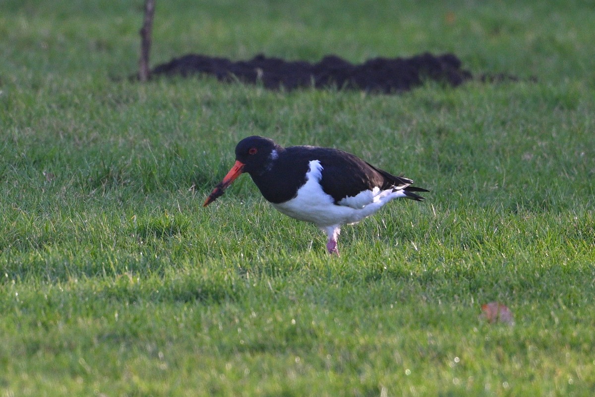 Eurasian Oystercatcher - ML614611797