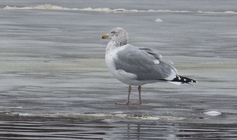 American Herring Gull - ML614611799