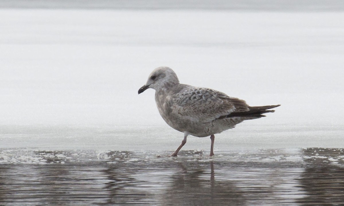 American Herring Gull - ML614611800