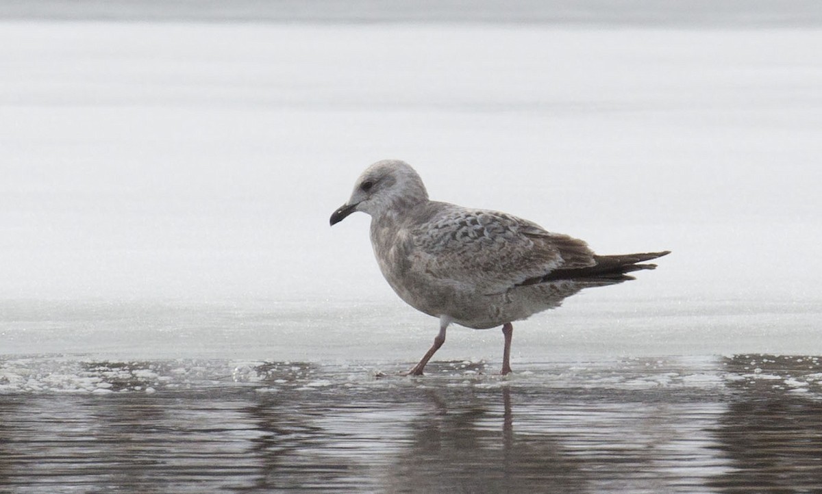 Herring Gull - ML614611800