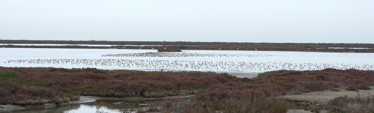 Dunlin - ML614611831