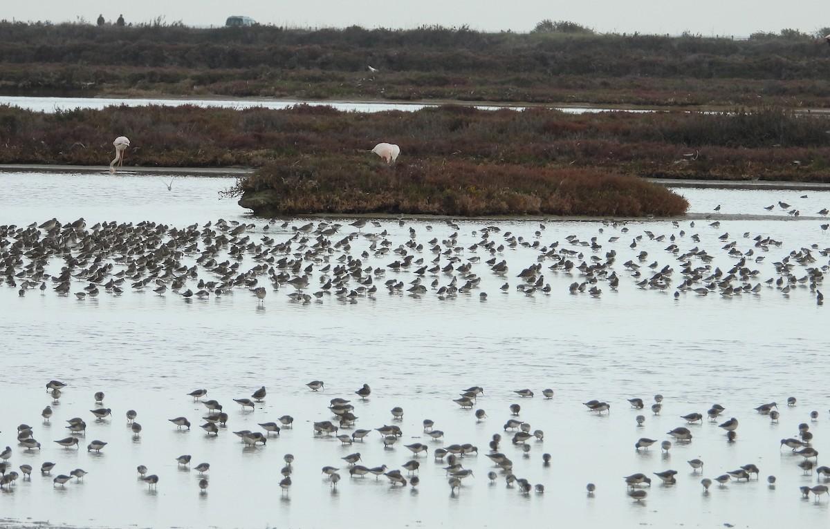 Dunlin - ML614611833