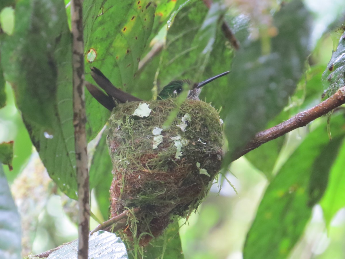 Green-crowned Brilliant - ML614611843