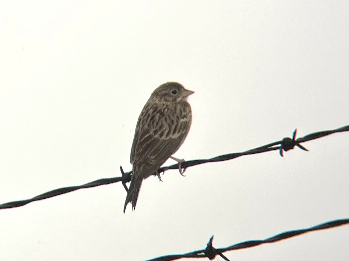 Vesper Sparrow - ML614611846