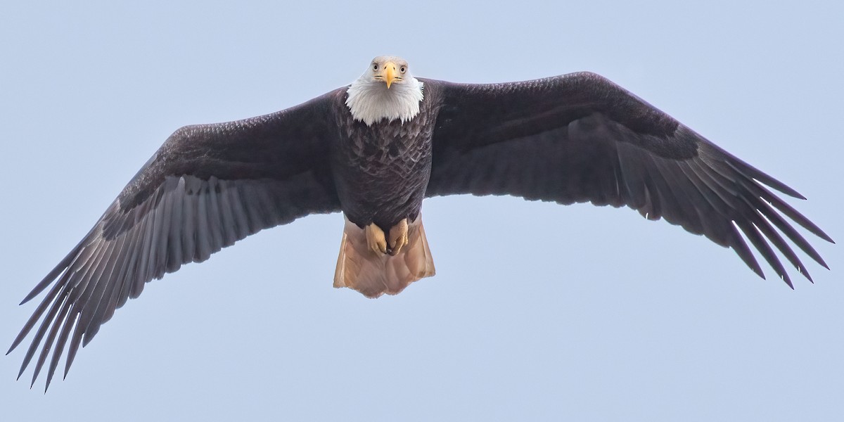 Bald Eagle - ML614611847