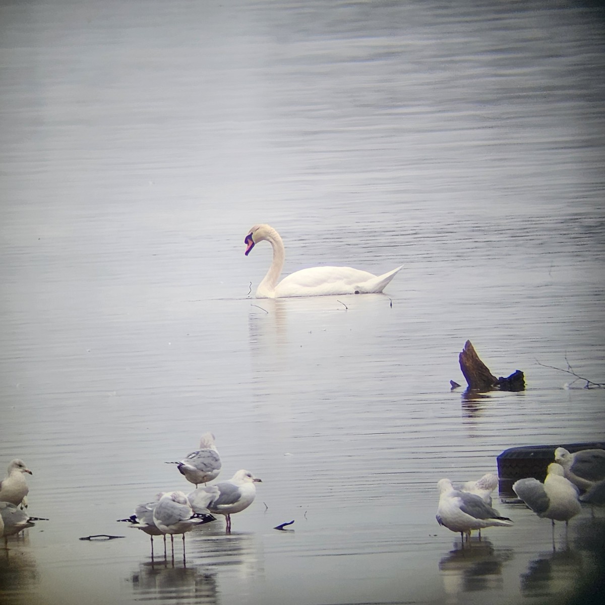 Mute Swan - Damien Simbeck